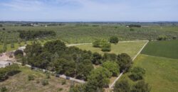 Castel Del Monte storica masseria a corte immersa nel verde