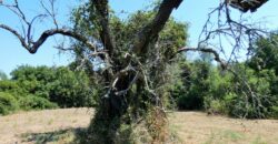 Neviano zona Serre terreno con fabbricato rurale