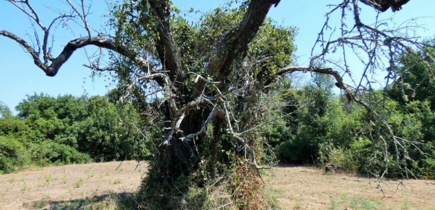 Neviano zona Serre terreno con fabbricato rurale