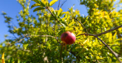 Castrignano De Greci, nel cuore della Grecìa Salentina, antica masseria da ristrutturare