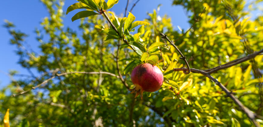 Castrignano De Greci, nel cuore della Grecìa Salentina, antica masseria da ristrutturare